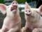 В Украине сократилось поголовье свиней