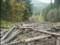 В Житомире лесники обнаружили незаконную вырубку дубов