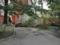 На Прикарпатті повалене негодою дерево впало на хлопчика