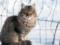 На Житомирщині на жінку напав скажений кіт