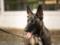 The Shepherd Dog of Mali was awarded the highest award for heroism in battle