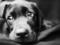 Жителя Одесчины, убившего собаку, привлекут к уголовной ответственности