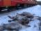In Norway for four days the train brought down more than a hundred deer
