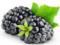 Experts told why it is necessary to eat blackberries