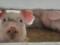 Belarus has limited the import of Ukrainian pigs