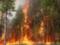 У Каліфорнії знову оголосили евакуацію через лісові пожежі
