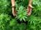 Australia officially introduced the export of medical marijuana