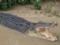 Crocodiles killed a tourist in Zimbabwe
