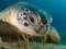 Ученые бьют тревогу: морские черепахи теряют самцов