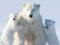 Global warming. Scientists warned about the imminent disappearance of polar bears