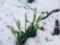 In Odessa, the first snowdrops appeared