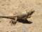 In Iran, they told the world about the existence of  war lizards 