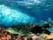 Scientists warn: the death of corals will lead to an increase in waves in the ocean