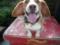 In England, dog collars with an electric shock will be banned
