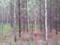 Свердловское минприроды отправит волонтеров в лес
