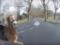 In the Netherlands, a guy on a scooter helped catch a horse