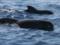 В Австралії величезна зграя дельфінів скоїла суїцид