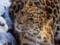 Популяція далекосхідного леопарда потихеньку збільшується
