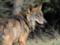 Scientists: Wolves mutants from Chernobyl threaten Europe