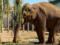 У Харківському зоопарку відсвяткували 20-річчя слонихи Тенді