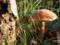 In Kiev, six people poisoned themselves with mushrooms