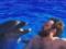 Дзідзьо зацілував дельфіна в басейні