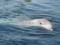 На кримському пляжі виявили десятки мертвих осетрів і дельфінів