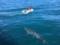 В США акула напала на 13-летнего подростка