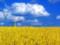 Top 10 export goods of Ukraine