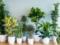 Scientists talked about the benefits of indoor plants for human health