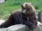 Near Kharkov a woman was attacked by a bear