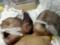 Два малыша в одном теле. Необычные близнецы родились в Йемене