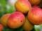 Ученые рассказали о полезных свойствах абрикоса