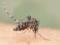 Аллергия на комаров: симптомы и лечение кулицидоза