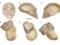 Ученые сделали громкое заявление по древним останкам Homo sapiens