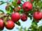 Ученые сравнили магазинные и домашние яблоки: состав бактерий, полезность, вкус
