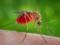 Ученые назвали самую  вкусную  группу крови для комаров