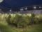 На поле стадиона в Австрии разместили 300 деревьев