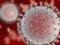 Вирус Зика заразил эмбрионы еще до имплантации в матку