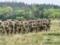 В Житомирской области незаконно вырубали лес на более 14 тыс. га военного полигона