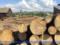 Рада запретила сплошную вырубку лесов на горных склонах Карпат