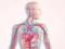 Unexpected facts about the heart and circulatory system