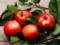 Apples extend life by 17 years: scientists