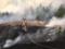 Лесная охрана задержала мужчин, устроивших пожар в Житомирской области