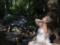 Беременная Кэти Перри в полупрозрачном платье снялась в нежной фотосессии