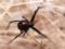 Чи не спрацювало: у Болівії троє дітей дали вкусити себе отруйній павуку, сподіваючись стати спайдерменами