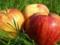 Достоинства яблочной диеты