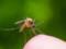 Дослідження з Італії показує, що комарі не можуть передавати коронавірус