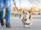 В Германии вводят новые обязанности для владельцев собак: часовая прогулка и многое другое