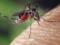 В США выпустят на волю 750 миллионов ГМО-комаров
